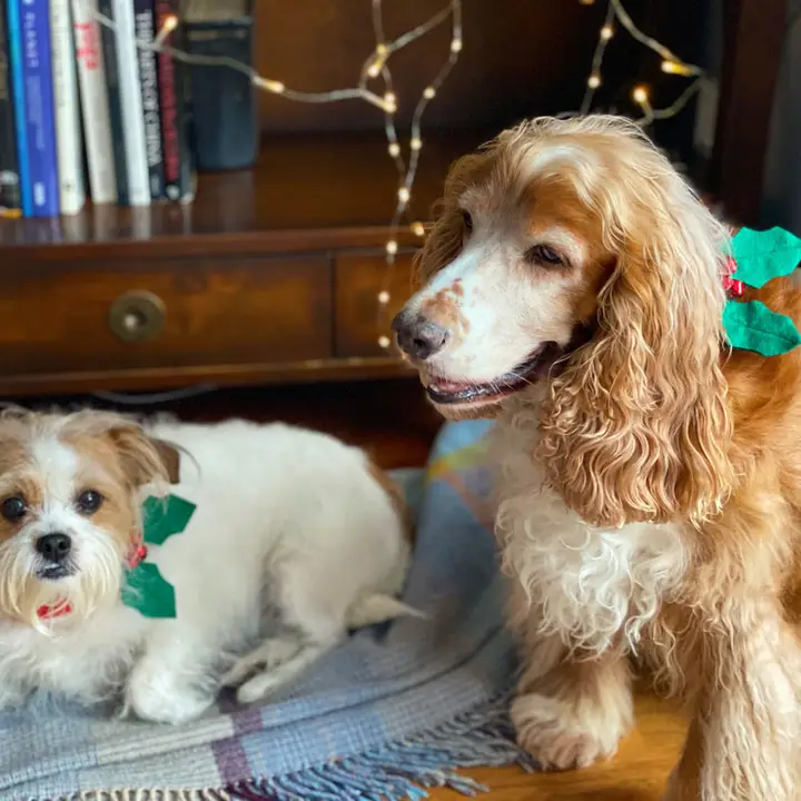 Collar Christmas Dog - Image 3